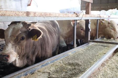 استياء عام من مشروع قانون بوقف استيراد المواشي من خارج البلاد